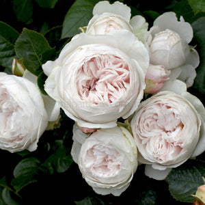 EARTH ANGEL - Potted Rose