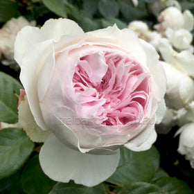 Roses - Category