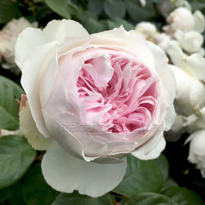 EARTH ANGEL - Potted Rose