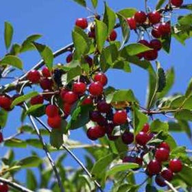 Fruit Trees Category