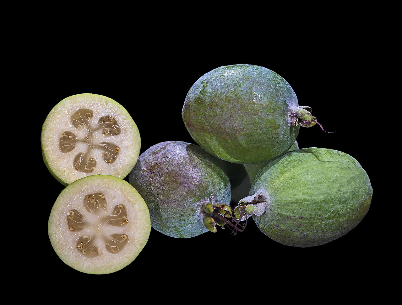 FEIJOA SELLOWIANA 140MM
