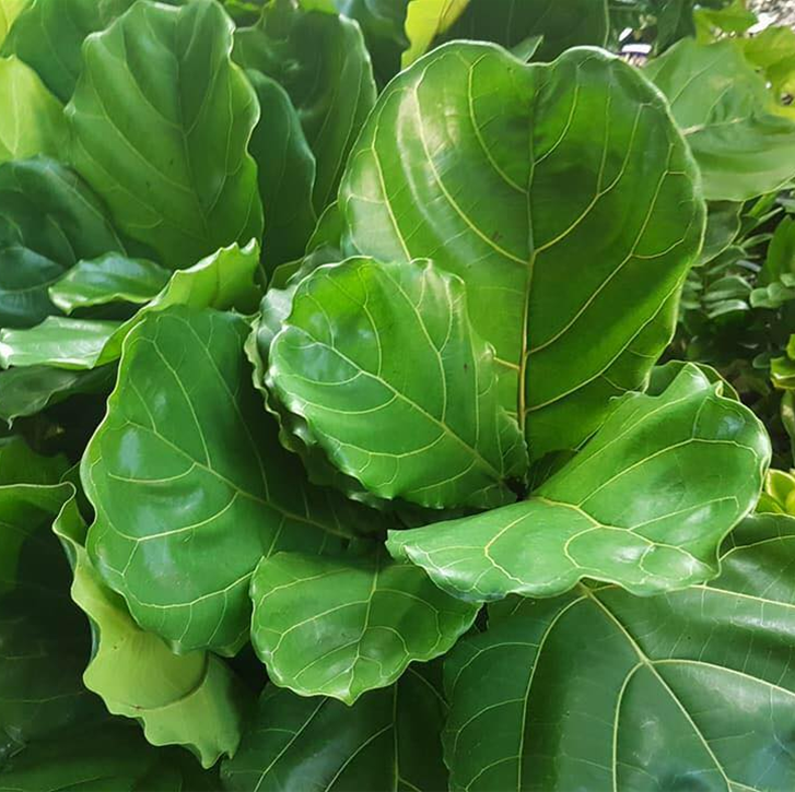FICUS LYRATA 130mm
