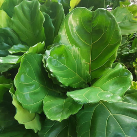 House Plants