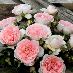 FAIRYTALE MAGIC - BARE ROOTED