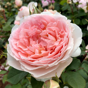 FAIRYTALE MAGIC - BARE ROOTED