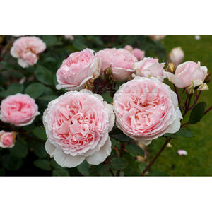 FAIRYTALE MAGIC - BARE ROOTED