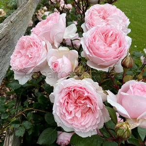 FAIRYTALE MAGIC - BARE ROOTED