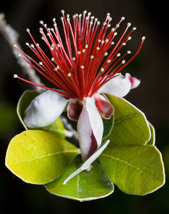 FEIJOA SELLOWIANA 140MM