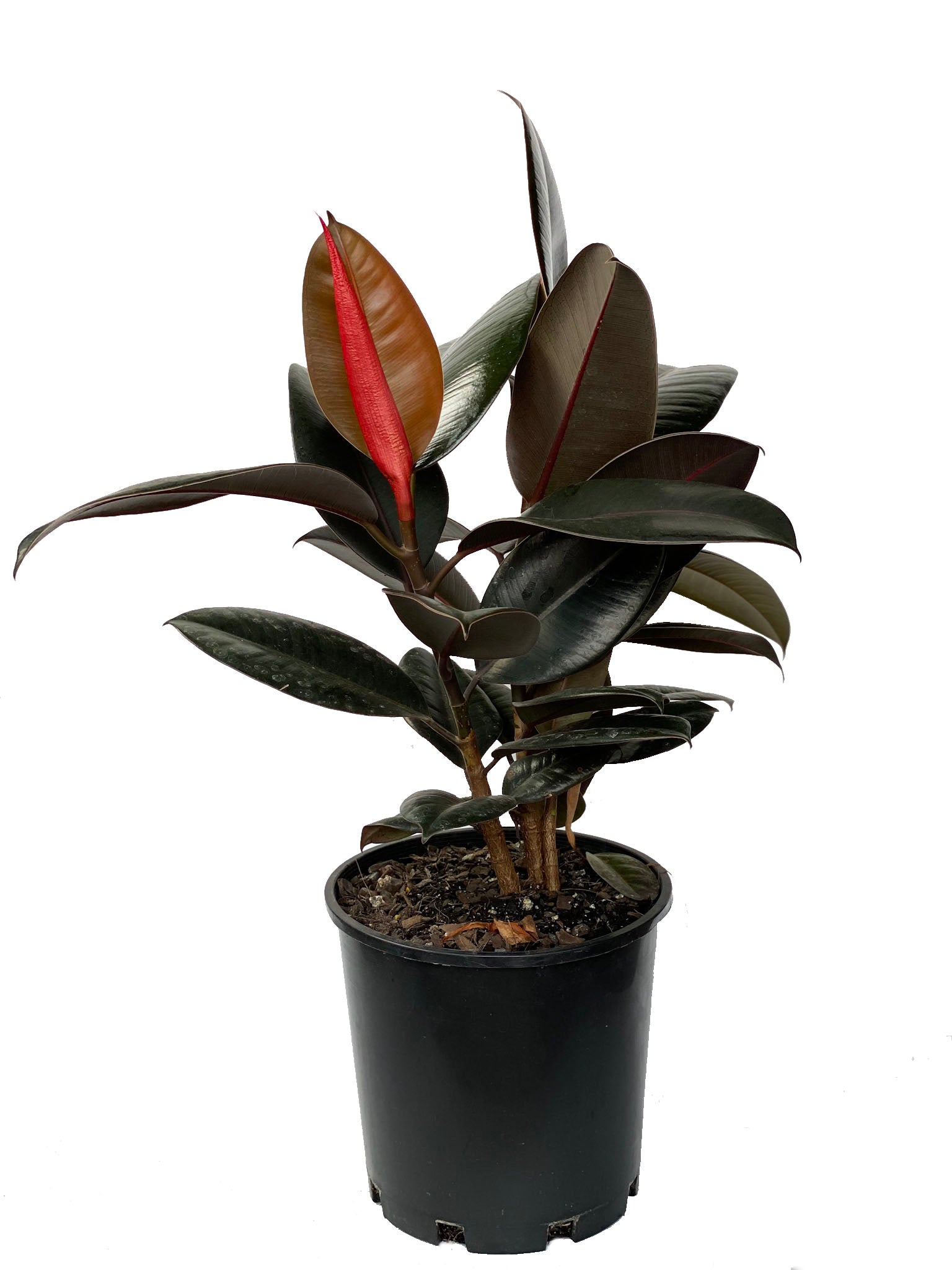FICUS BURGUNDY 200mm