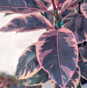 FICUS RUBY