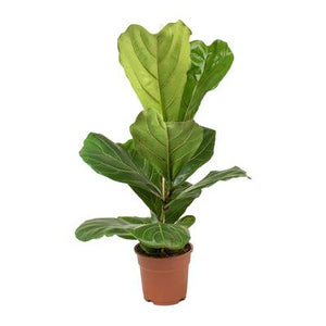 FICUS LYRATA 130mm