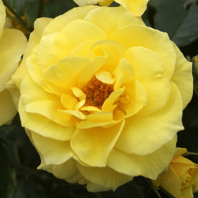 Roses