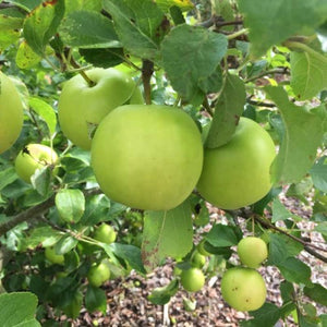 PRE ORDER - APPLE GRANNY SMITH - BARE ROOTED