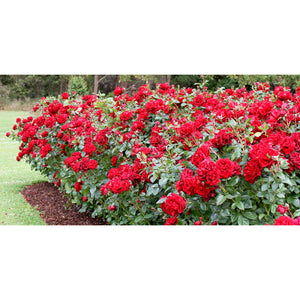 PRE ORDER - GALLIPOLI - Bare Rooted