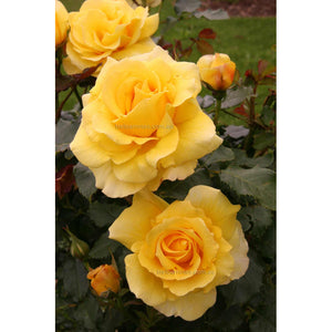 PRE ORDER - CLIMBING GOLD BUNNY - Bare Rooted