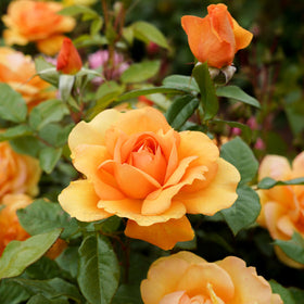 Roses - Orange / Yellow