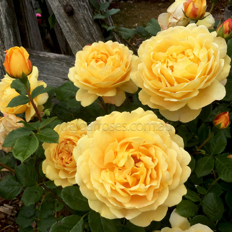 Roses