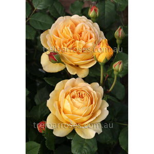PRE ORDER - GOLDEN CELEBRATION DA - Bare Rooted