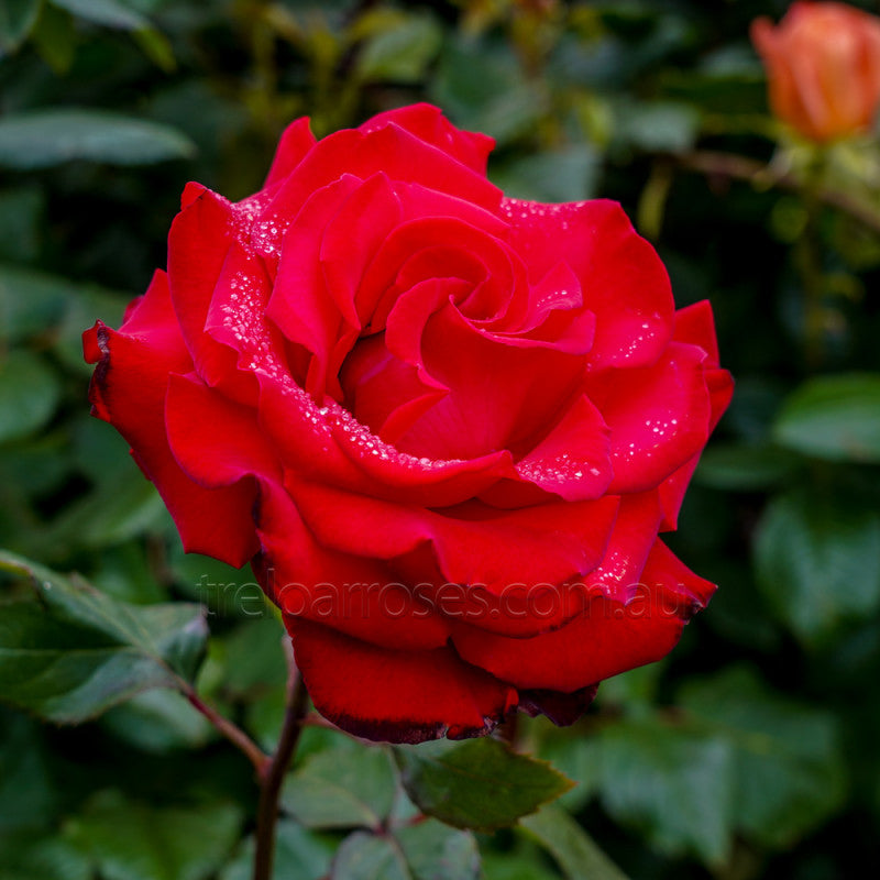 PRE ORDER - GRANDE AMORE - Bare Rooted