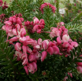 Trees & Shrubs