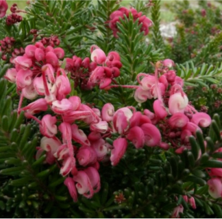 GREVILLEA WOOLLY BEAR HERO
