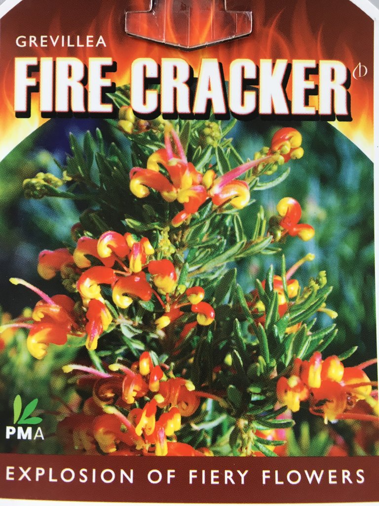 GREVILLEA FIRE CRACKER