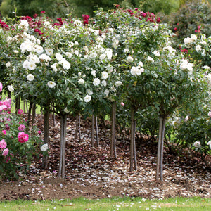 STD ICEBERG 90CM - Potted Rose