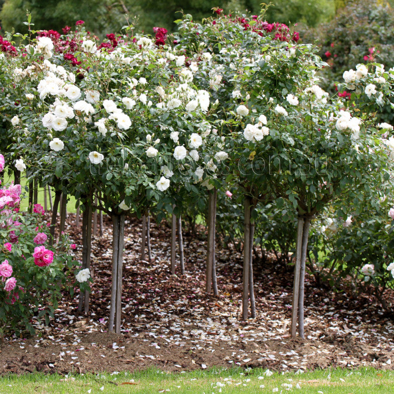 POTTED STD ICEBERG 90CM