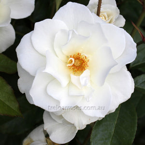 STD ICEBERG 90CM - Potted Rose