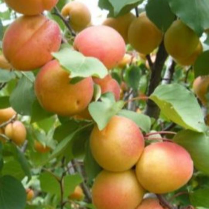 POTTED APRICOT MOORPARK