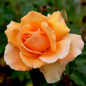 Close-up of a peach-colored rose with a blurred green background