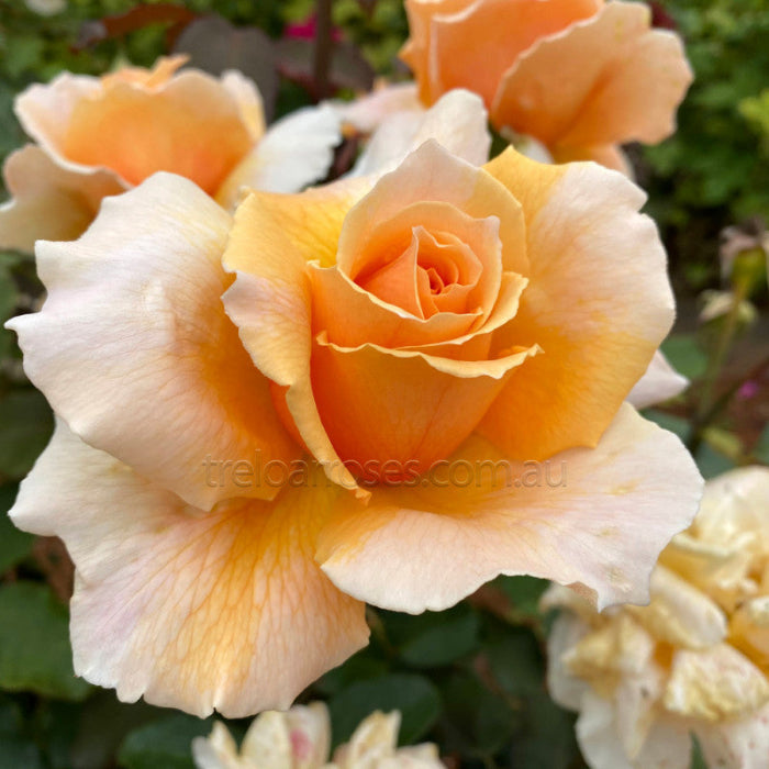Close-up of a peach-colored rose with a blurred green background