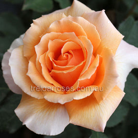 Close-up image of a coppery orange Hybrid Tea rose with frilled petals.
