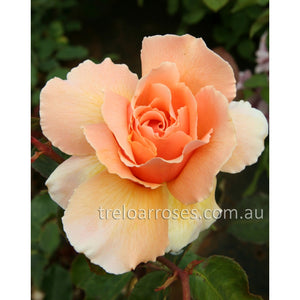 PRE ORDER - JUST JOEY - Bare Rooted