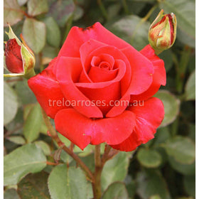 Roses