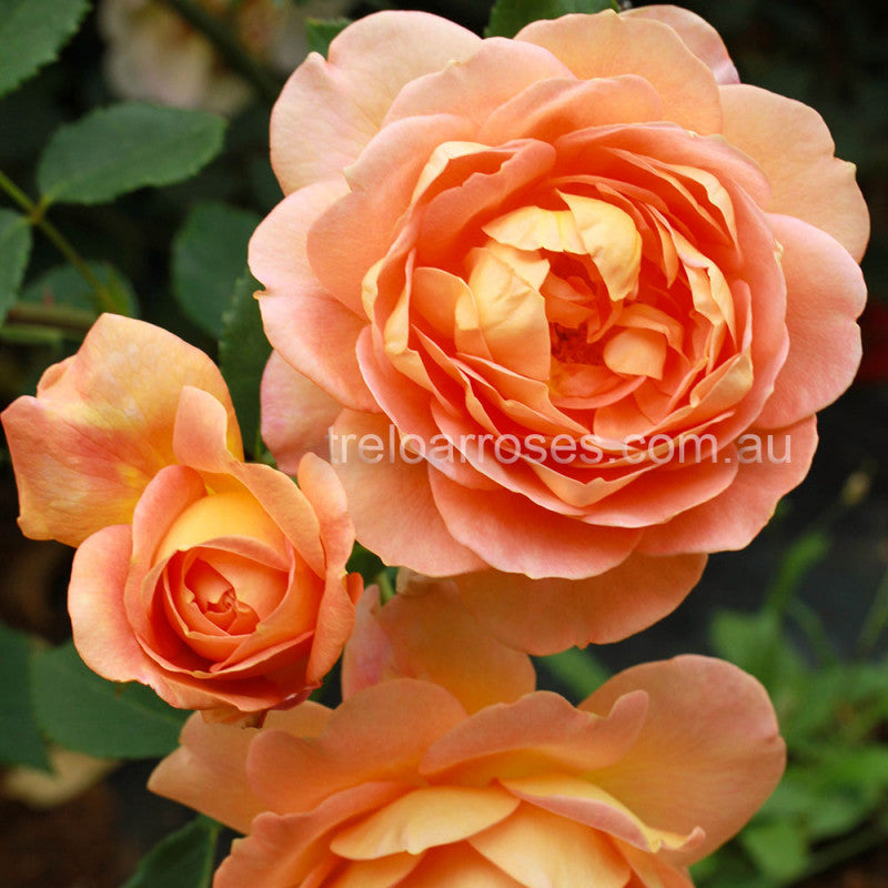 PRE ORDER - STD LADY OF SHALLOT DA - Bare Rooted