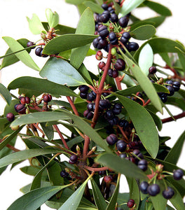 TASMANIAN MOUNTAIN PEPPER FEMALE