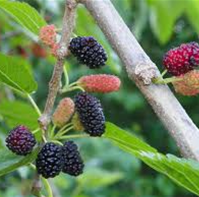 Fruit Trees Category