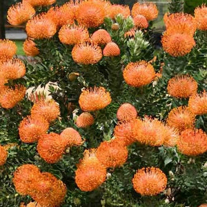 LEUCOSPERMUM CORDIFOLIUM