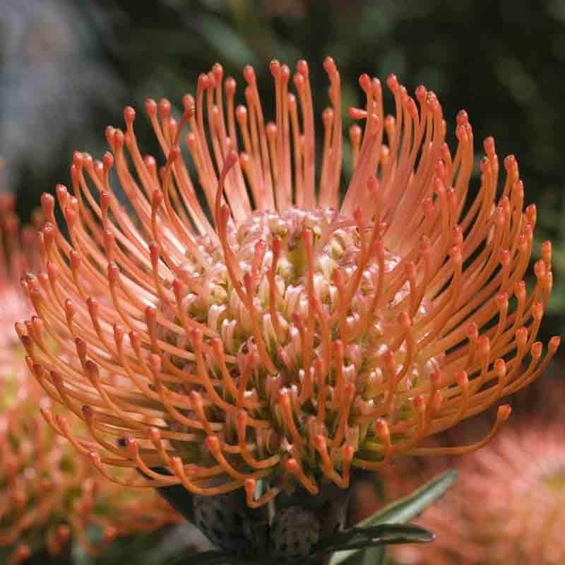 LEUCOSPERMUM CORDIFOLIUM