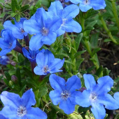 LITHODORA HEAVENLY BLUE