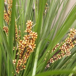 LOMANDRA TANIKA