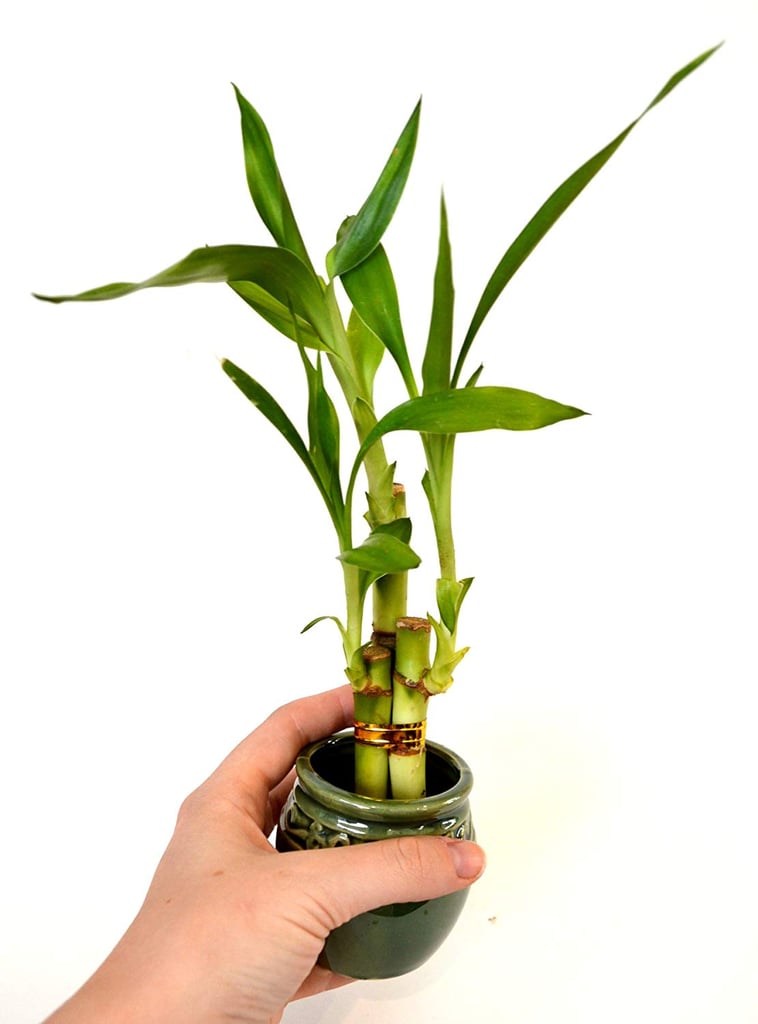 LUCKY BAMBOO D SIZE