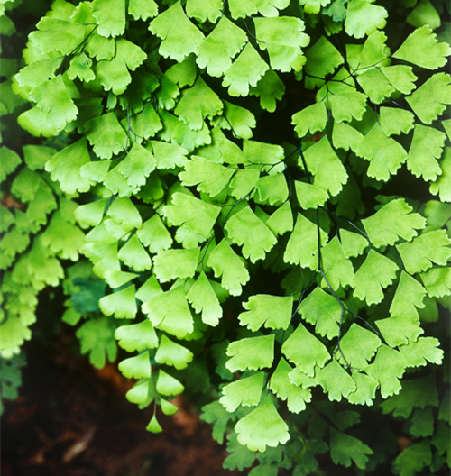 MAIDENHAIR FERN