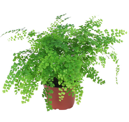 MAIDENHAIR FERN