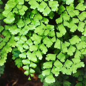 MAIDENHAIR FERN