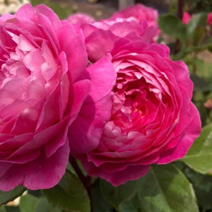 DELBARD MADAM DELBARD - BARE ROOTED
