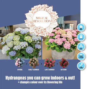 HYDRANGEA MAGICAL REVOLUTION