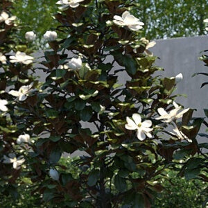 MAGNOLIA LITTLE GEM 300MM POT