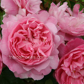 Roses - David Austin